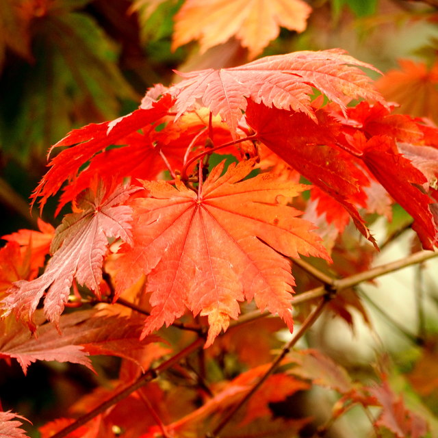 Erable Japonais Acer Japonicum en automne