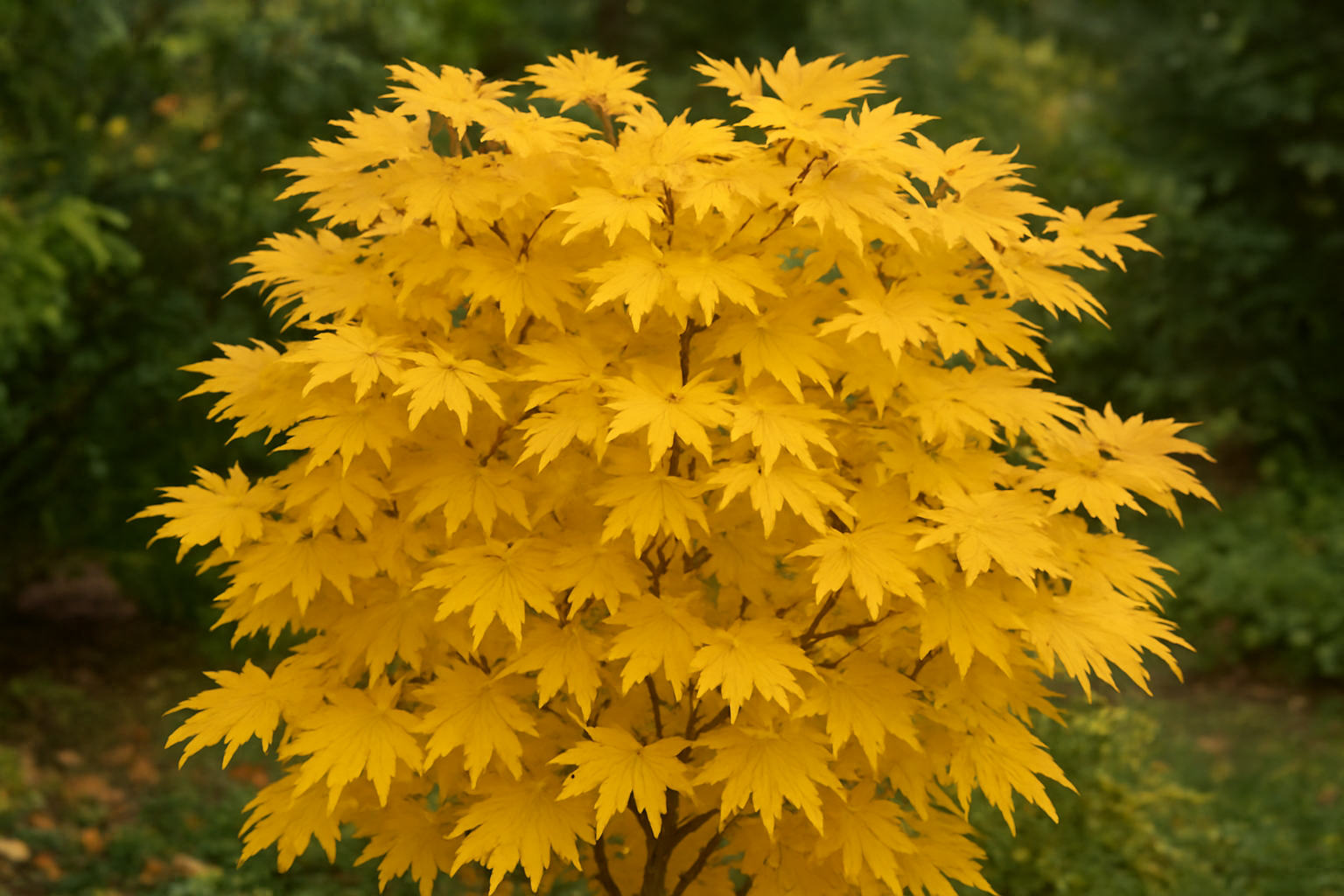 Erable Japonais Acer Shirasawanum jaune