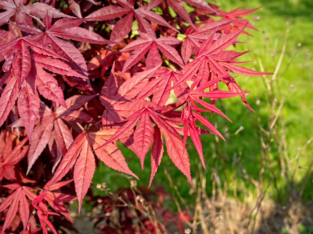 Erable Japonais Acer Palmatum au feuillage rougeoyant