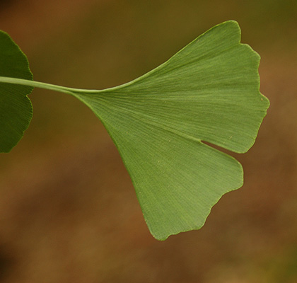 Feuille de Ginkgos verte