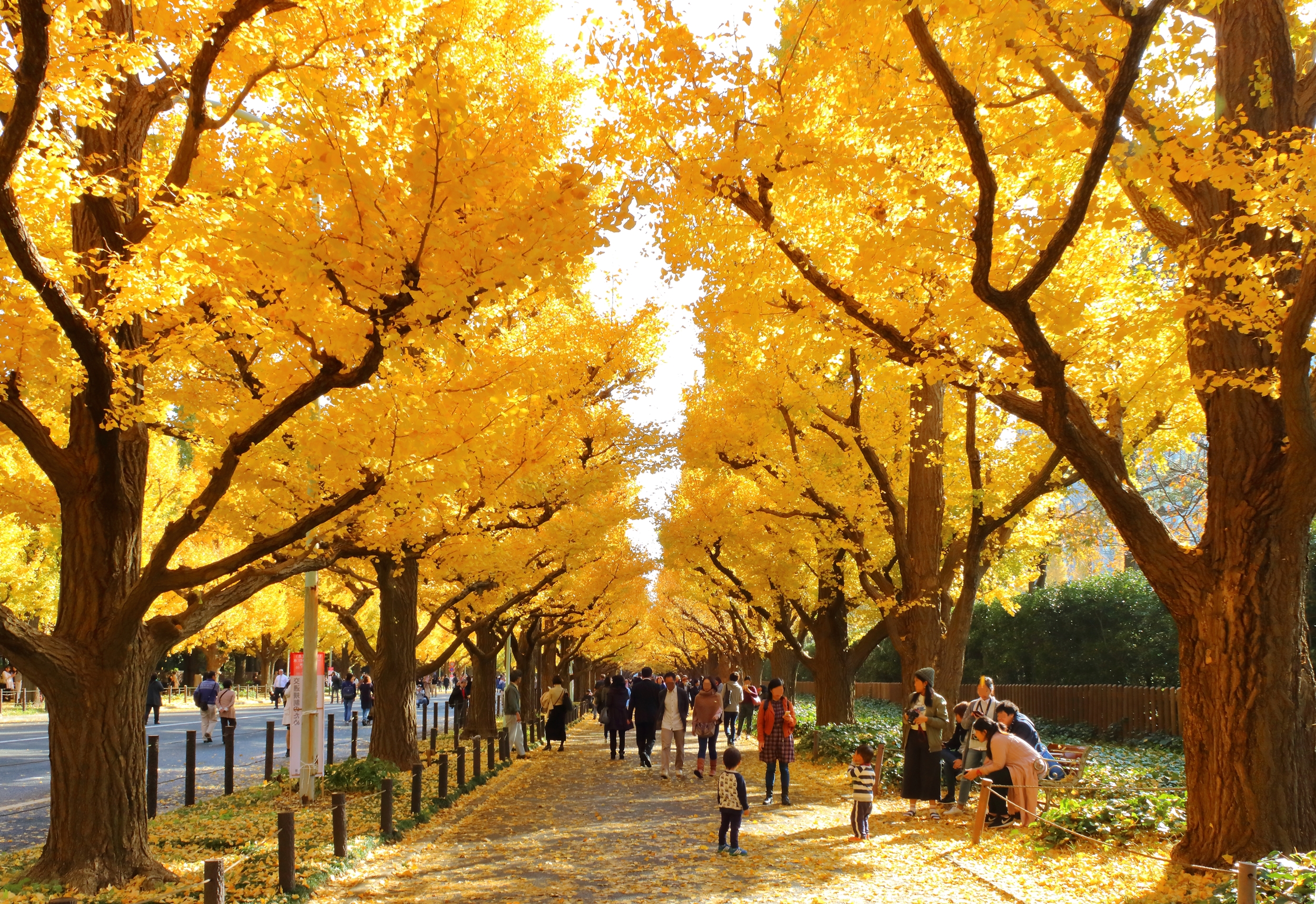 Les Ginkgos en automne à Jingu-Gaien Ginkgo Street - Tokyo