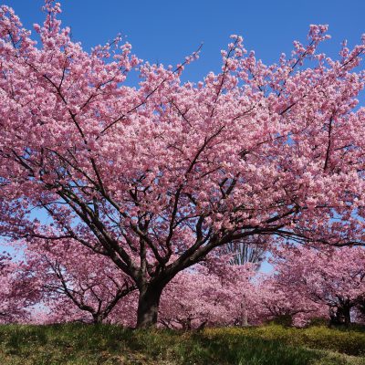 Kawazu-zakura en fleurs