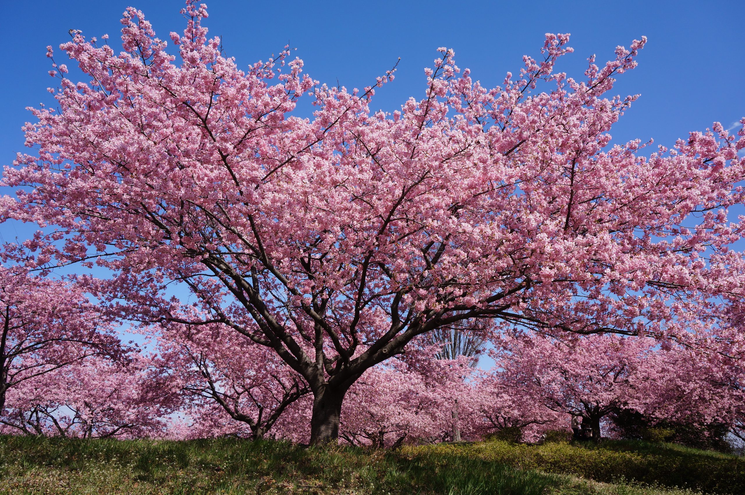 Kawazu-zakura en fleurs