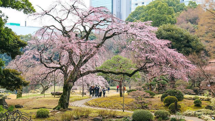 Prunier en fleurs au Jardin Koishikawa Korakuen