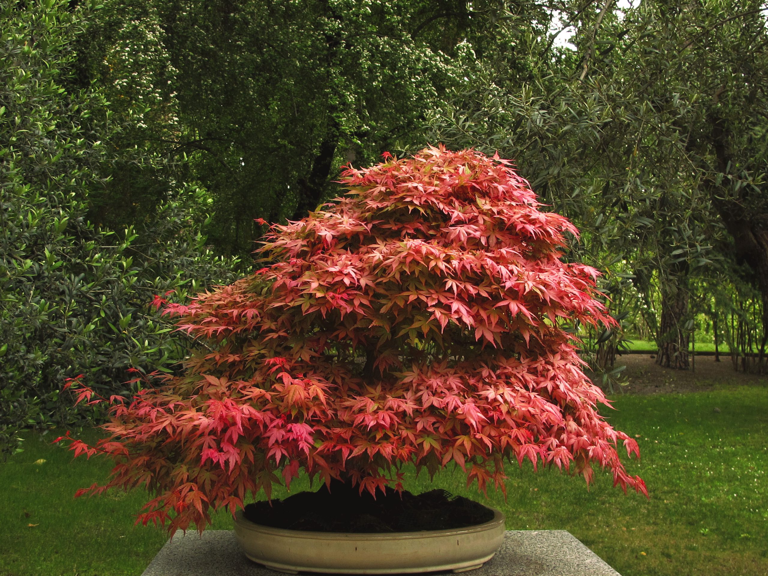 Composition Ikebana