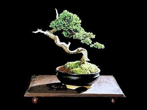Bonsaï genévrier de Chine de style Bunjingi