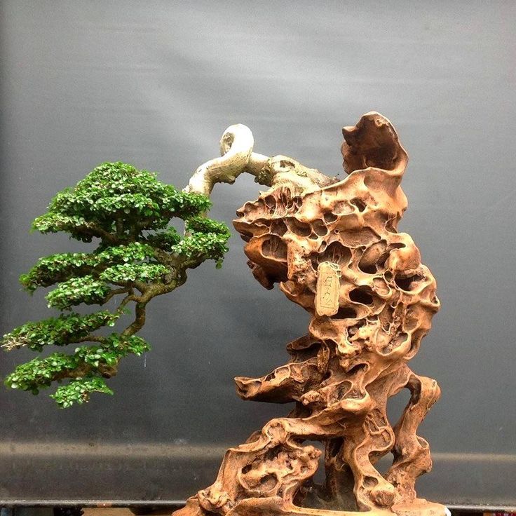 Bonsaï Premna de style Kengai