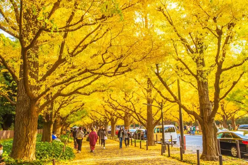 Des ginkgos fin novembre à Tokyo
