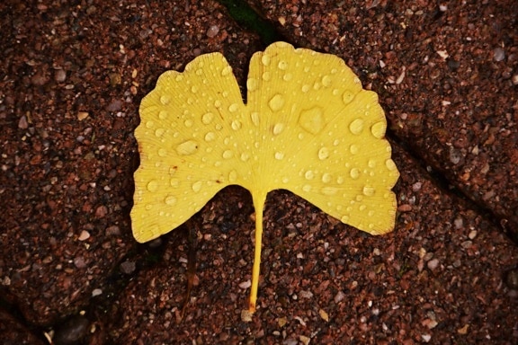 Feuille de Ginkgos jaune