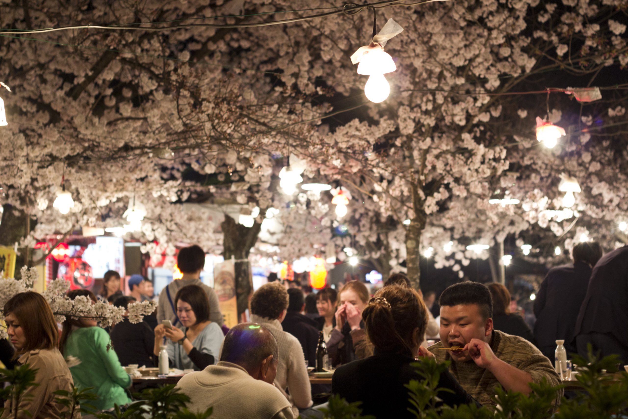O-hanami pique-nique sous les cerisiers