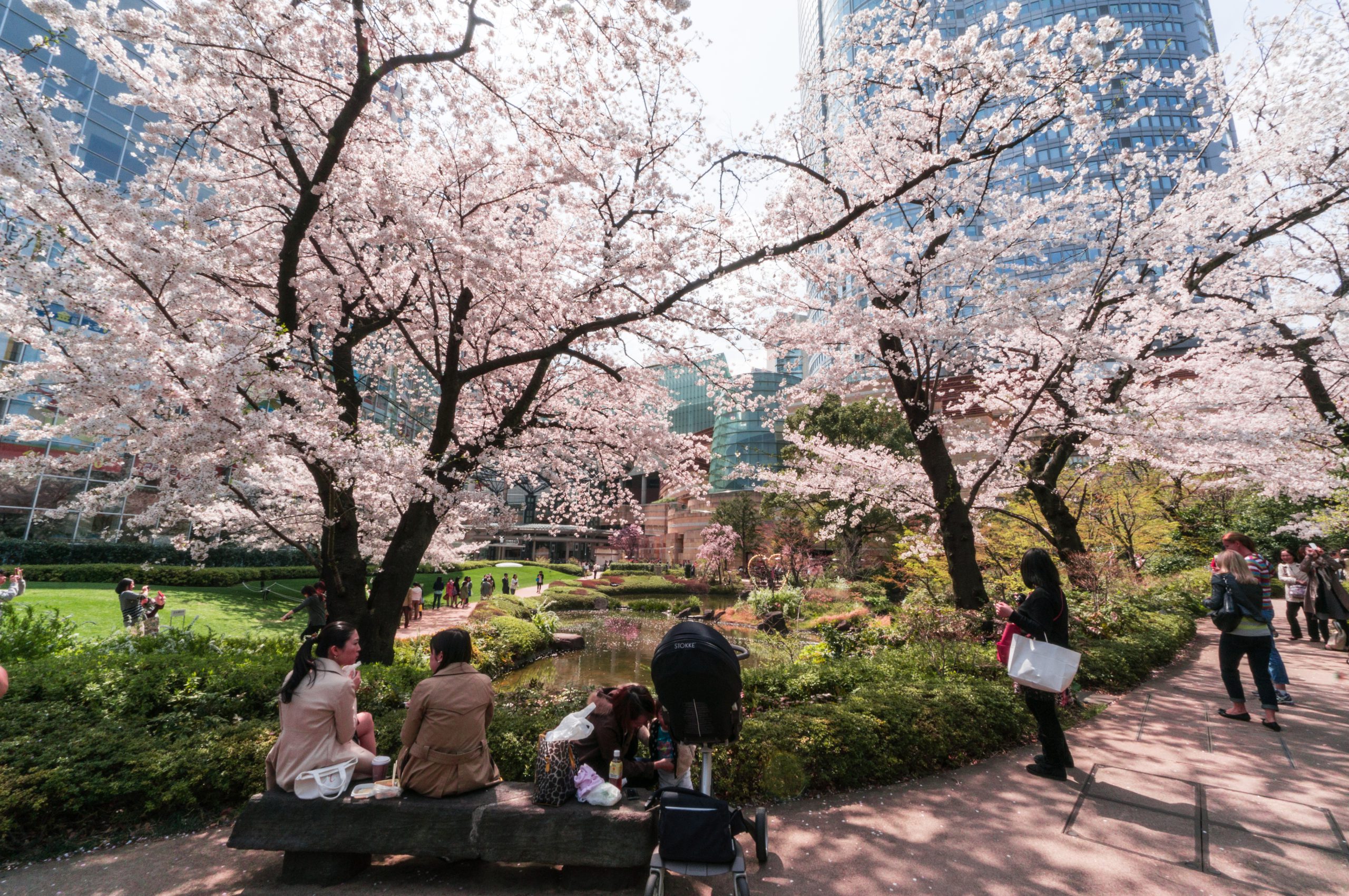 O-hanami observation des cerisiers en fleurs
