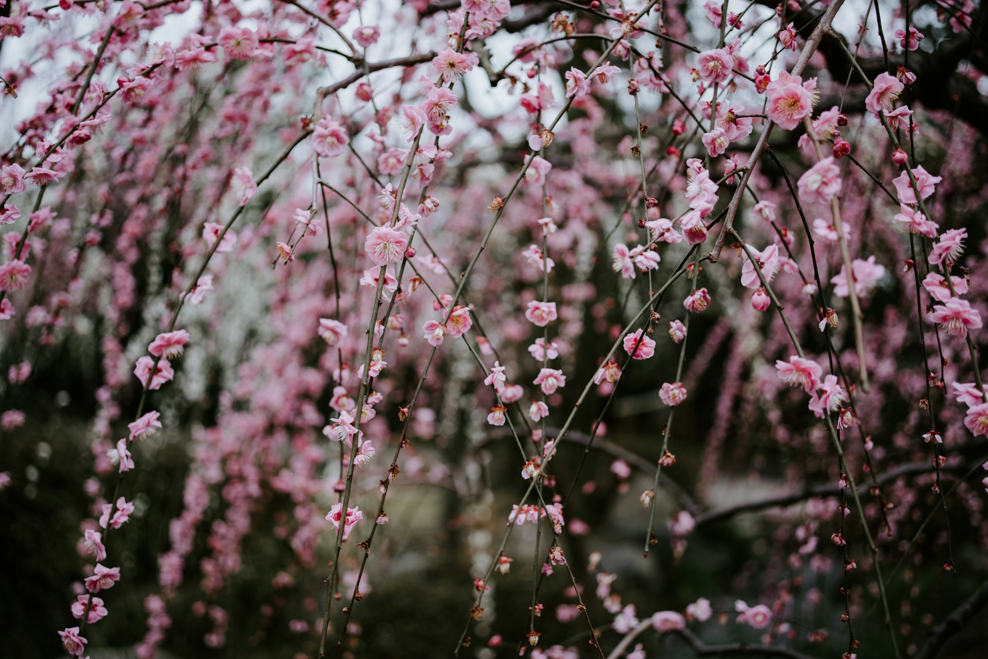 Prunier rose japonais