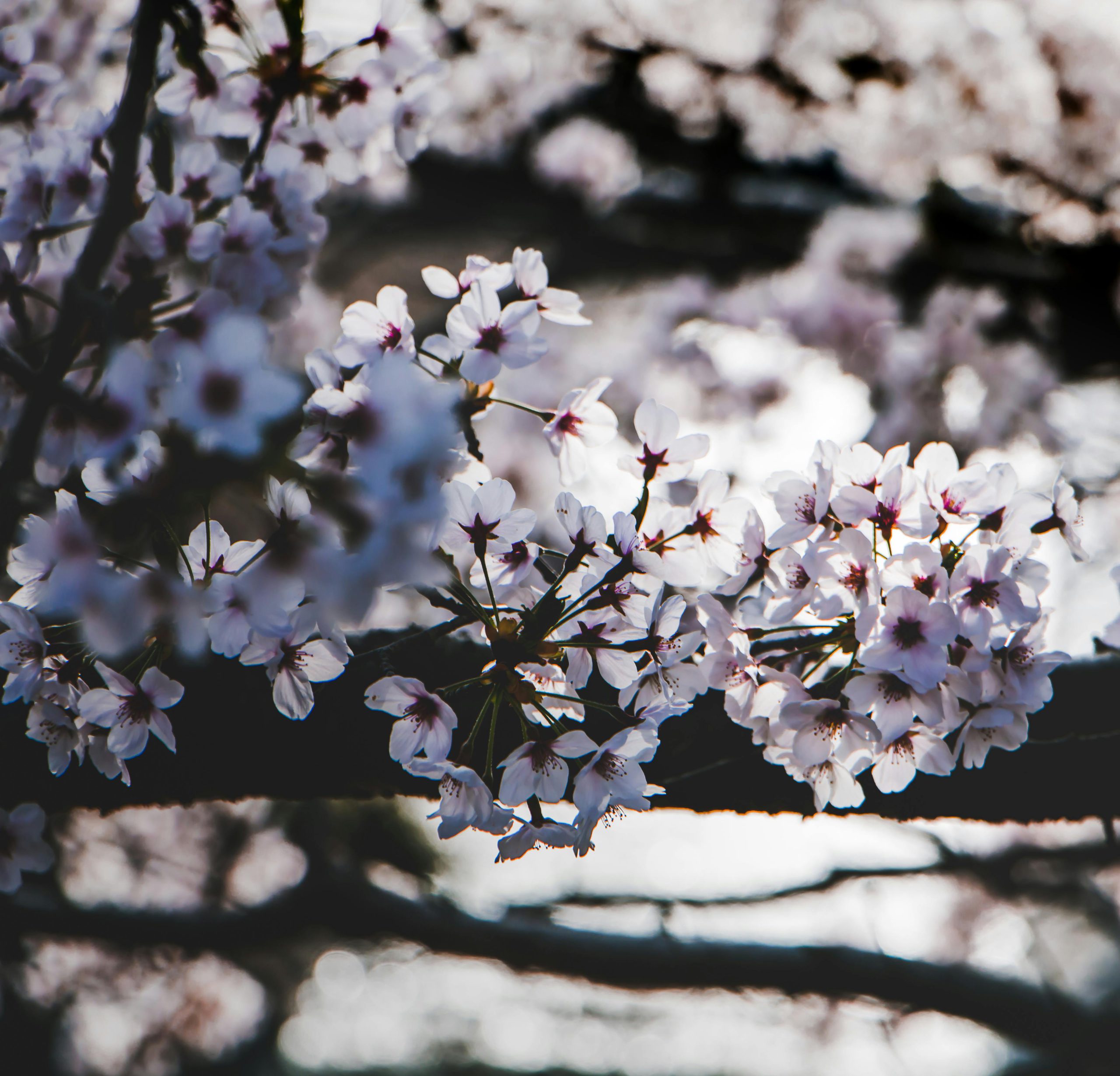 Sakura à fleurs blanches