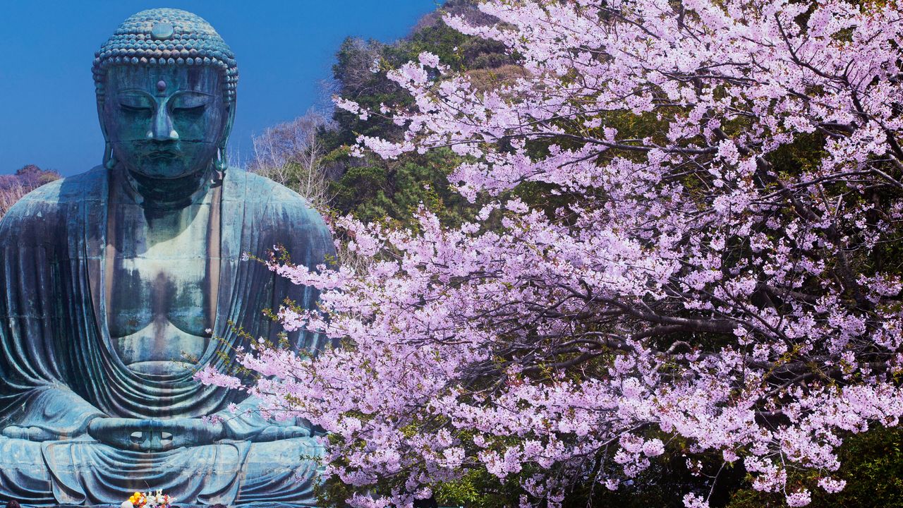 Sakura en fleurs près du grand bouddha de Kamakura