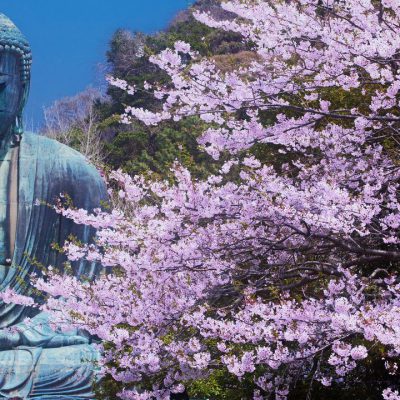 Sakura rose en fleurs devant le grand Bouddha de Kamakura