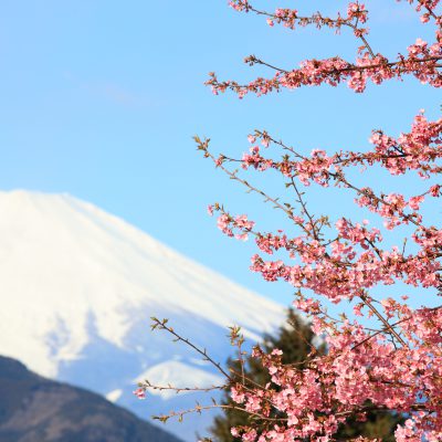 Sakura devant le Mont Fuji