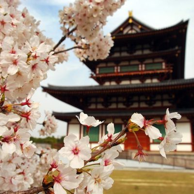 Sakura à fleurs blanches devant un bâtiment