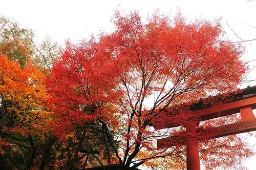 Erables Japonais au Mont Takao en automne