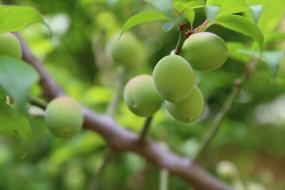 Ume ou prune japonaise