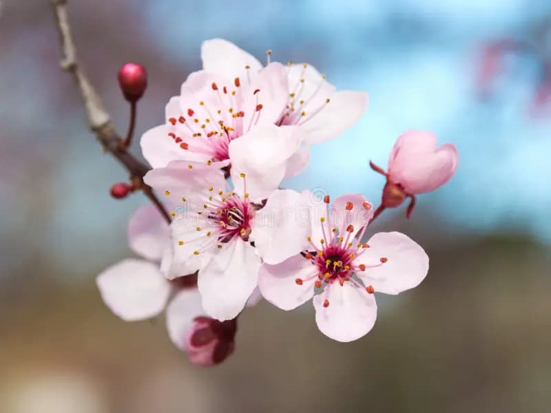 Des fleurs d'une variété de prunier japonais