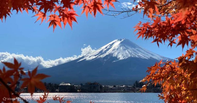 L’automne flamboyant des érables japonais : quand la nature devient art