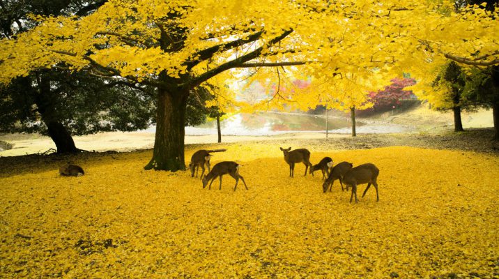 Tokyo en Or : l’Émerveillement des Ginkgos en Automne
