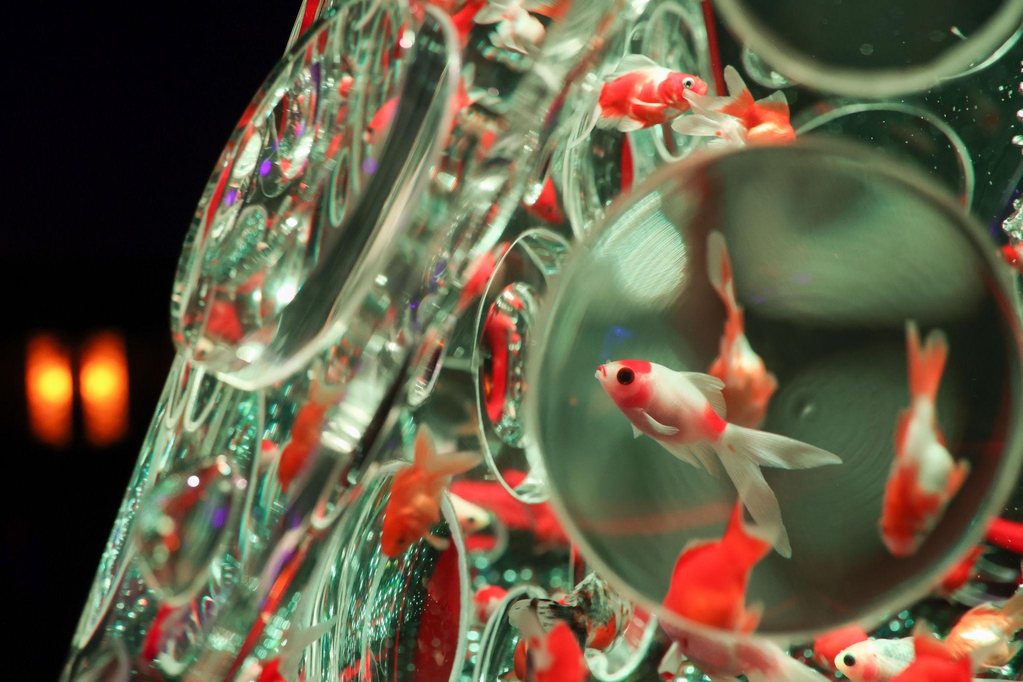 Un bassin de kingyo à l'art aquarium de Ginza