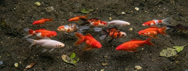 Kingyo : Quand les Poissons Rouges Deviennent l&rsquo;Âme de l&rsquo;Été Japonais