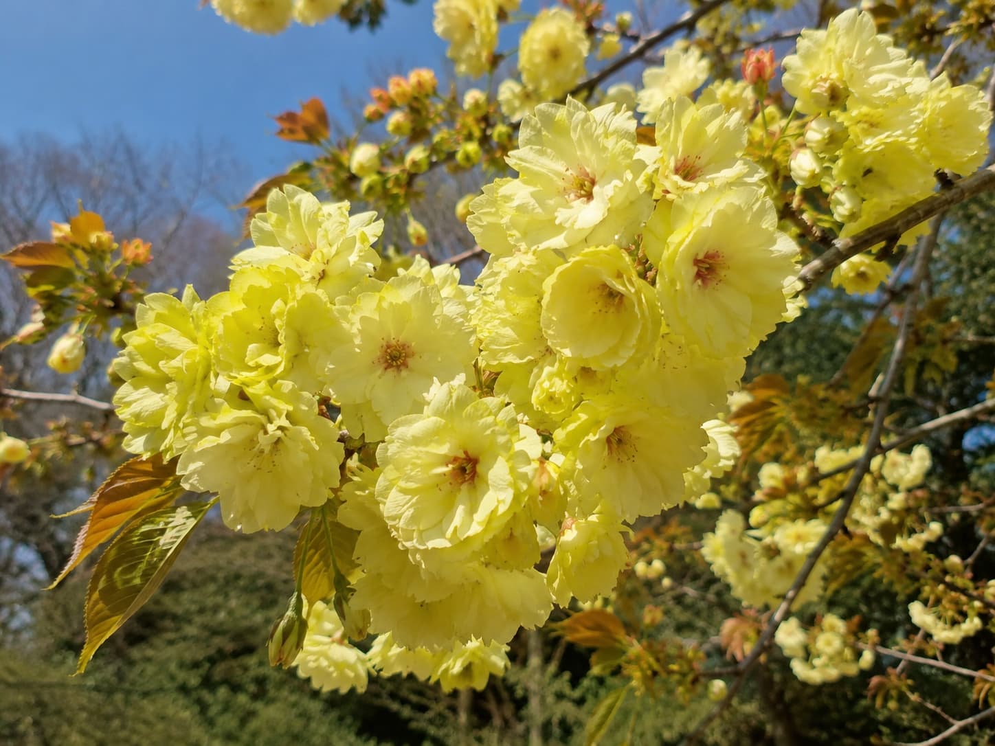 Ukon no sakura aux belles fleurs jaunes