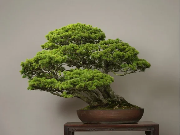Un Goyo Matsu, pin blanc japonais