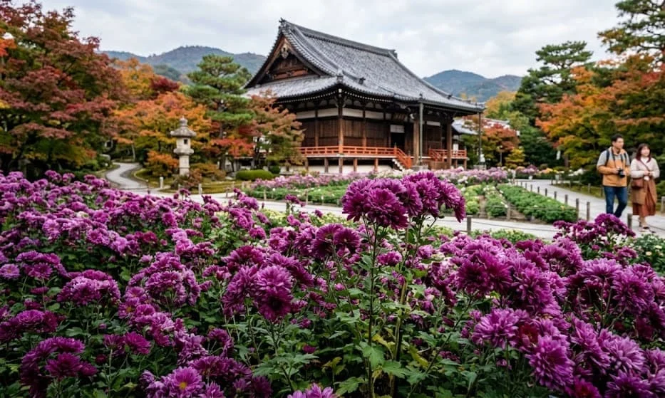 Chrysanthèmes kiku pourpres