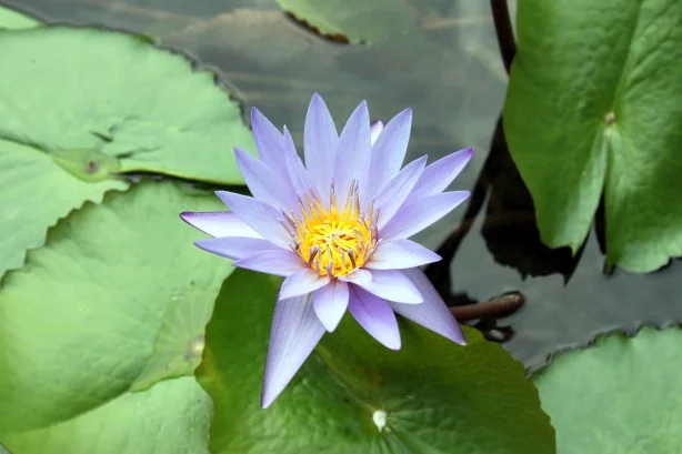 Lotus japonais violet