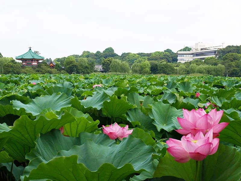 Lotus en fleurs à l'étang Shinobazu au Parc Ueno